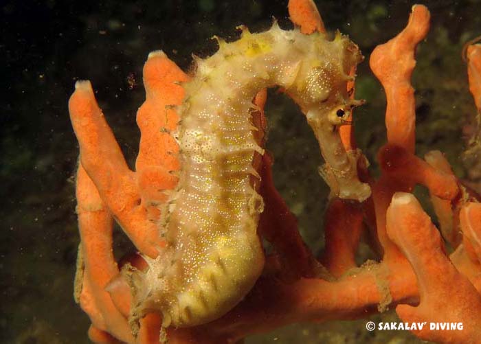 diving courses photo video in Madagascar